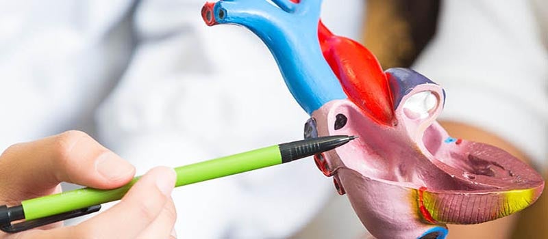 valve model