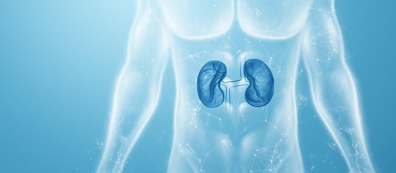 Kidneys hologram